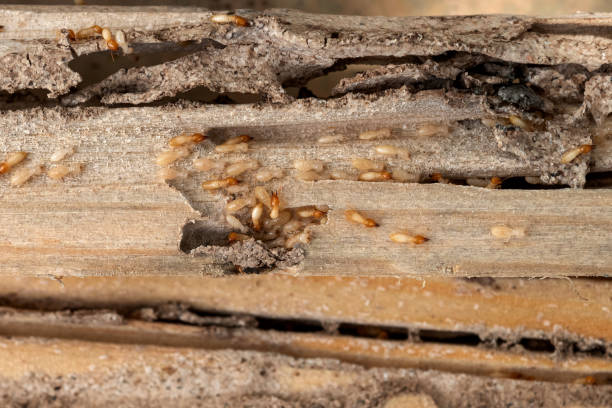 Insect Control in Camas, WA